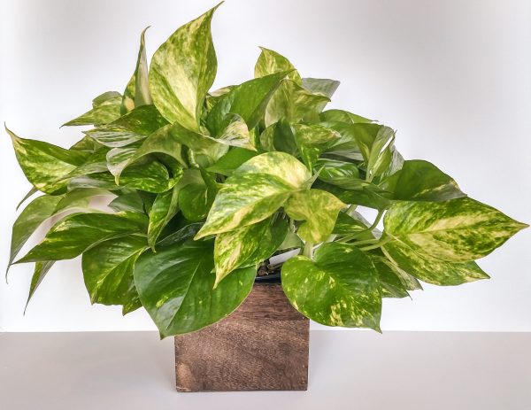 Indoor Plants Ideal for Low Light