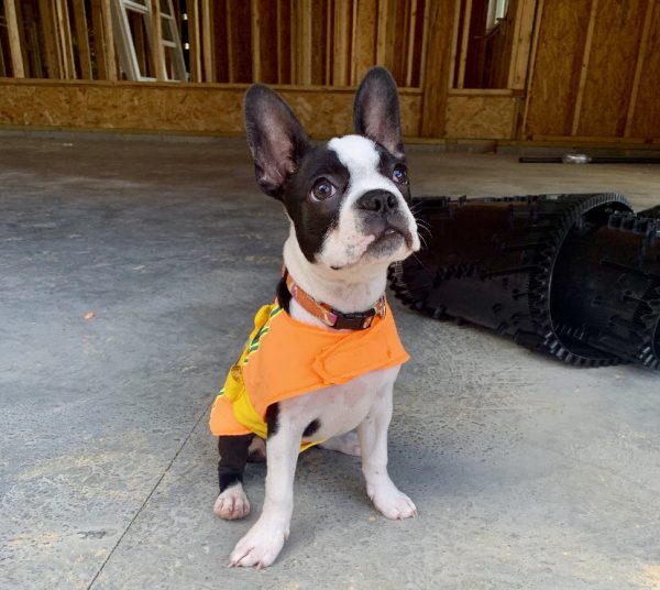 Team Member Profile: Bevel