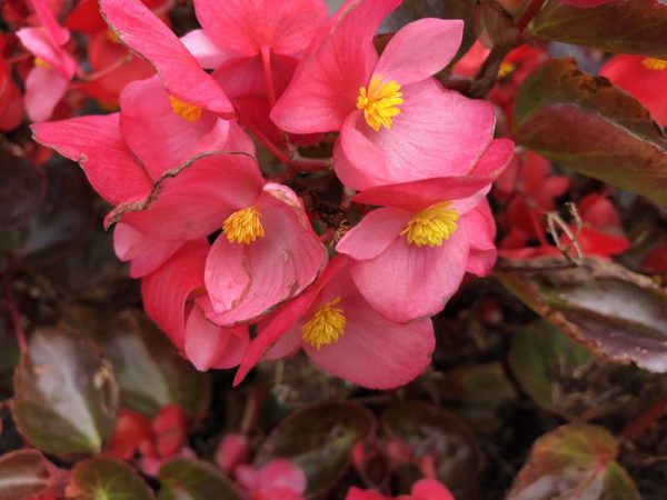 Hard-to-Kill Flowers for Beginners