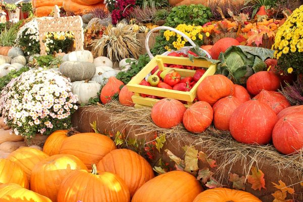 Seven Tips for Hosting Thanksgiving