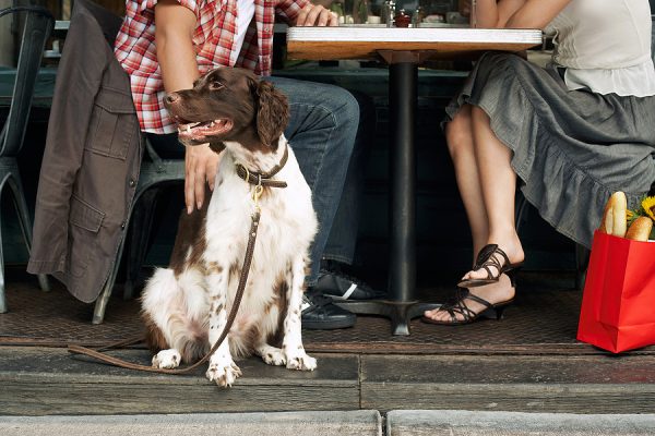 Dog-Friendly Chesterfield Restaurants